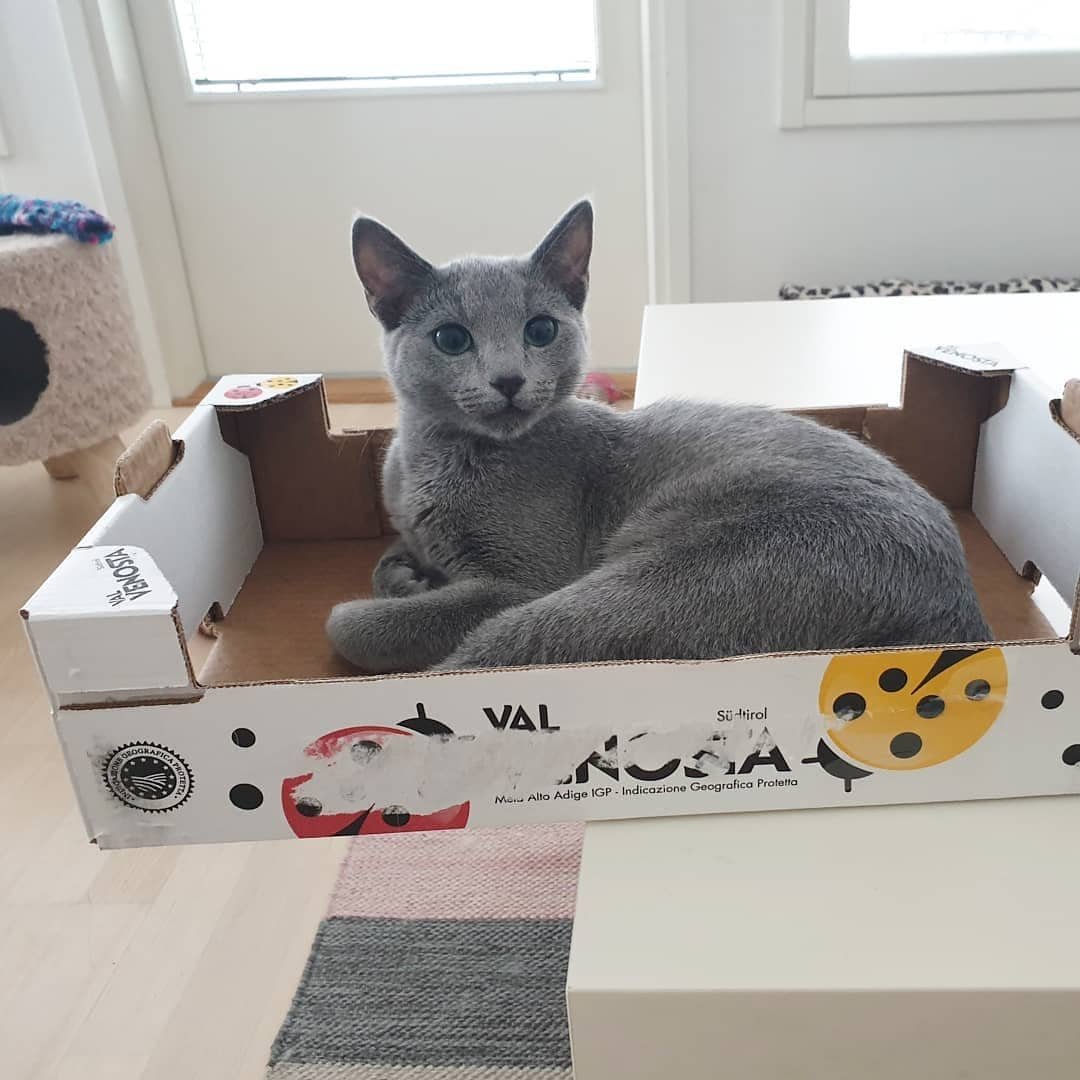 Russian Blue Breeding King California - Majestic Russian Blue Stud - Emerald Green Eyes - Ethical Breeder